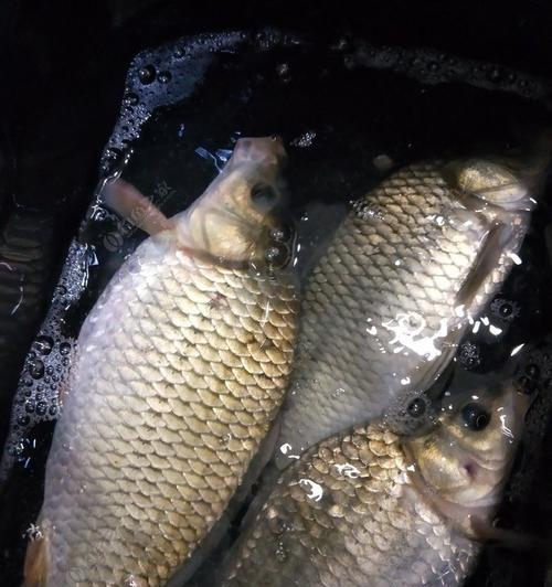 夏季水库夜钓鲫鱼鲤鱼技巧与方法（提高夜钓效果的关键是掌握正确的技巧和方法）