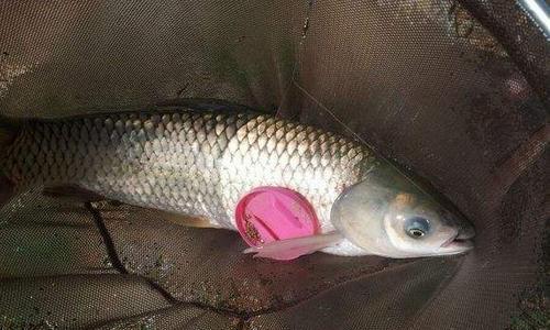 夏季野钓草鱼的狠技巧（掌握几招让你收获满满）