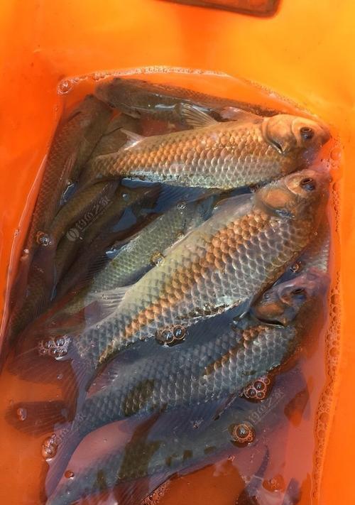 夏季野钓大板鲫技巧（享受夏日湖畔的乐趣）