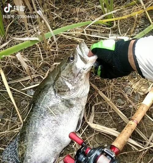 夏季野钓鳜鱼的技巧和方法（畅享夏日的钓鱼乐趣）