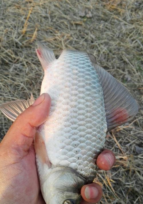 夏季野钓鲫鱼的绝密技巧（掌握这些技巧）
