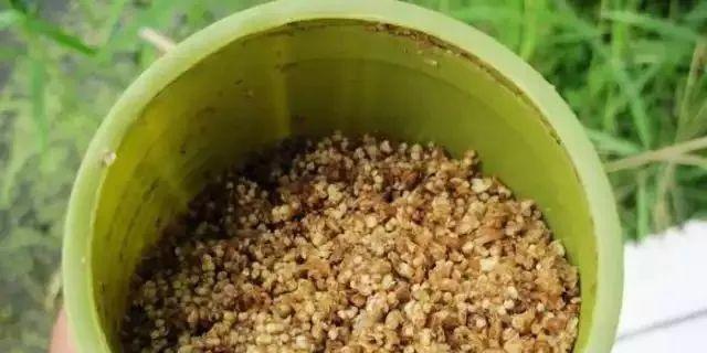 夏季野钓酒米窝料制作技巧（提高夏季野钓效果的关键）