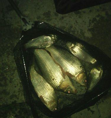 夏夜钓鲫鱼的绝佳技巧（掌握钓鲫鱼的窍门）