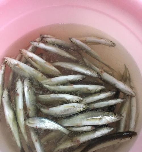 季节钓白条的绝佳技巧（享受季节）