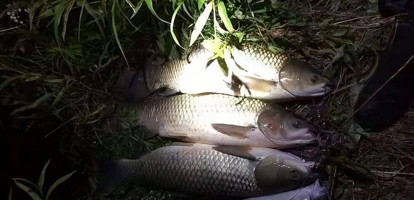 湘江夜钓技巧时间段大揭秘（夜钓技巧及适宜时间段全解析）