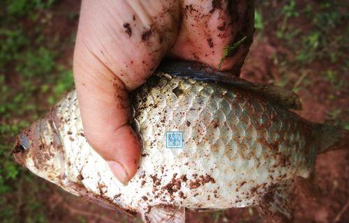 小河沟野钓黄辣丁的技巧与技巧（探索小河沟中黄辣丁钓鱼的窍门）