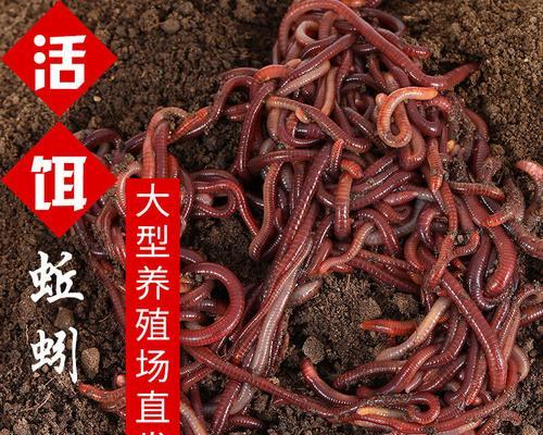 蚯蚓钓鱼的技巧和秘籍（养蚯蚓）