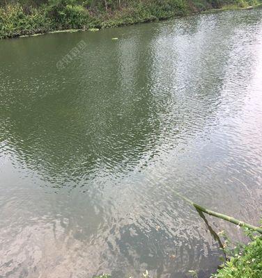 野草鱼钓鱼技巧教学（掌握钓野草鱼的窍门）