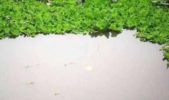 野钓草洞钓鲫鱼的技巧与方法（草洞钓鲫鱼——秘密的捕获地）