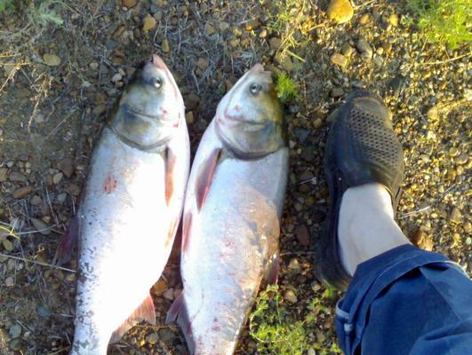浮钓鲢鳙饵料的技巧与要点（以野钓打窝为主题）