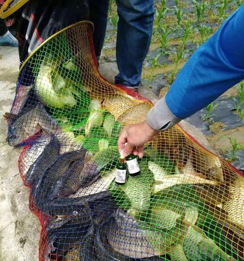 野钓抬线找鱼技巧（掌握关键技巧）