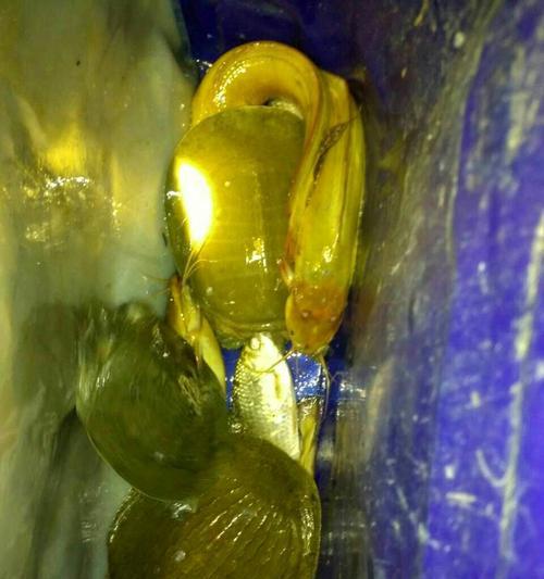 探秘野钓塘角鱼鱼技巧与最佳饵料（技巧与经验分享）