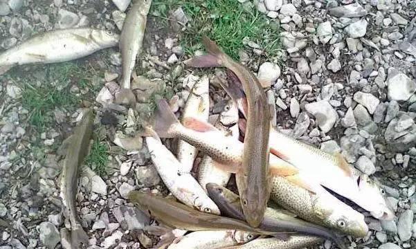 以野钓无鳞鱼技巧为主题写1个文章的主标题和及主标题的1个（掌握钓鱼技巧）