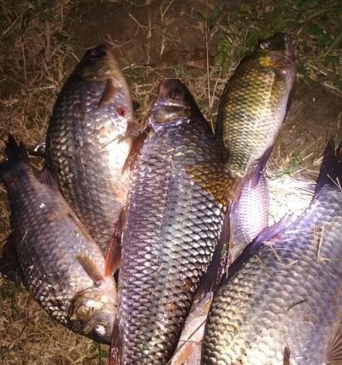 夜钓鲮鱼调漂技巧（夜钓鲮鱼调漂技巧大揭秘）