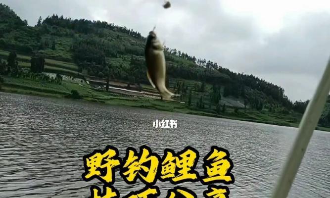 伏天野钓鲤鱼技巧（夏季鲤鱼钓法大揭秘）