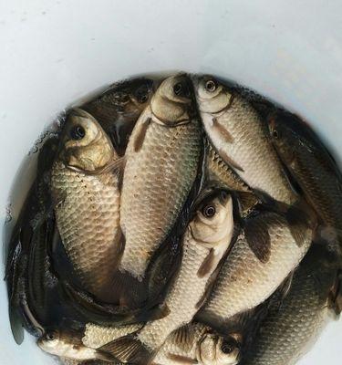 冬钓鲤鱼的技巧（野河冬钓鲤鱼的实用技巧）