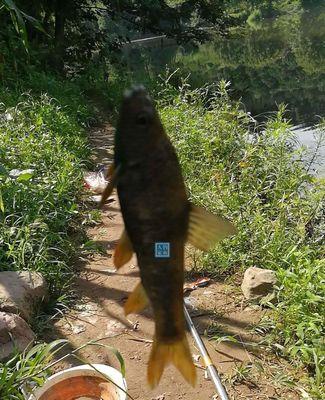 野河30公分水深钓大鱼技巧（探寻河底秘密）