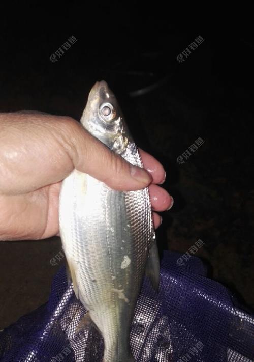 夜钓开竿切线技巧教程（夜钓开竿必备技巧）
