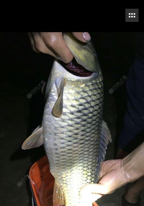 夜钓开竿切线技巧教程（夜钓开竿必备技巧）