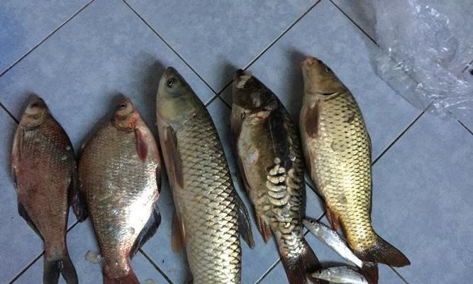夜钓鲤鱼草鱼鳊鱼技巧（掌握这些技巧）