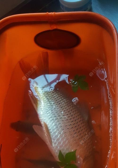 夜钓鲤鱼草鱼调漂技巧（掌握关键）