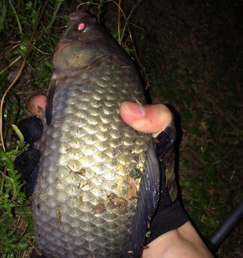 夜钓鲤鱼草鱼的技巧与方法（探索钓鲤鱼草鱼的捕捉秘诀与成功经验）