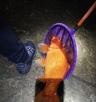 夜钓鲤鱼技巧（夜晚钓鲤鱼的黄金法则与技巧）