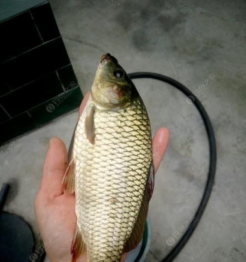 夜钓鲤鱼打窝的最佳时间和技巧（掌握夜钓技巧）