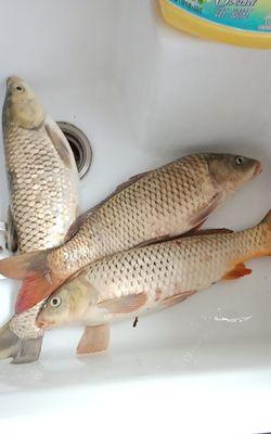 夜钓鲤鱼打窝的最佳时间和技巧（掌握夜钓技巧）