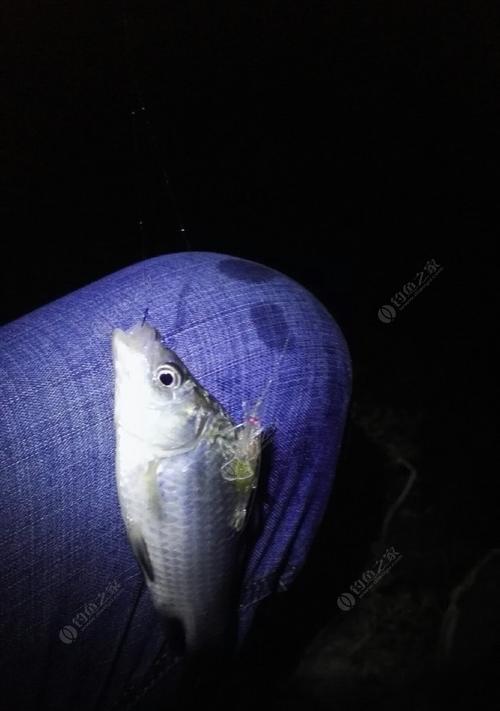 夜钓鲤鱼电子漂调漂技巧（提高夜钓效果）