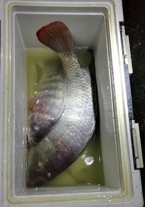 夜钓鲤鱼，钓鲢鱼技巧大揭秘（提高夜钓鲤鱼钓鲢鱼的成功率）