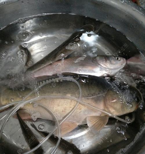 夜钓鲤鱼，钓鲢鱼技巧大揭秘（提高夜钓鲤鱼钓鲢鱼的成功率）