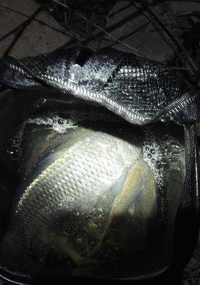 夜钓鲤鱼，钓鲢鱼技巧大揭秘（提高夜钓鲤鱼钓鲢鱼的成功率）