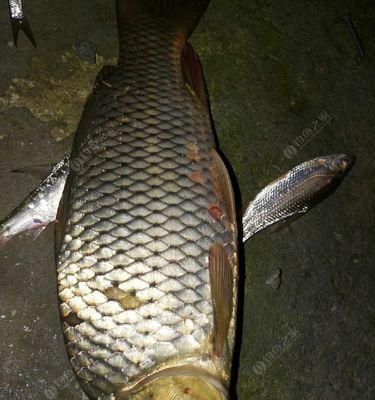 夜钓鲤鱼挂饵技巧（技巧拾遗）