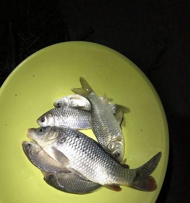冬季夜钓鲤鱼的技巧（寒冷冬季也能钓到丰盛的鲤鱼）