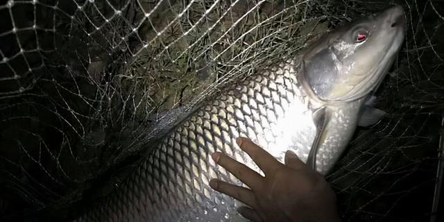 冬季夜钓鲤鱼的技巧（寒冷冬季也能钓到丰盛的鲤鱼）