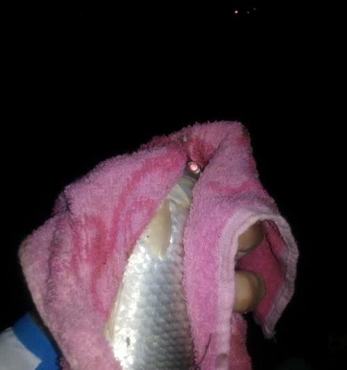 夜钓鲤鱼技巧大揭秘（顿口不中鱼的背后秘密）