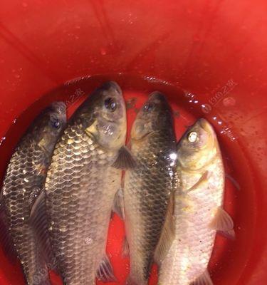 夜钓鲤鱼技巧饵料配方大揭秘（鲤鱼钓法、饵料选择与使用）