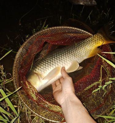 夜钓鲤鱼技巧黑坑攻略（探索黑暗中的鲤鱼秘境）