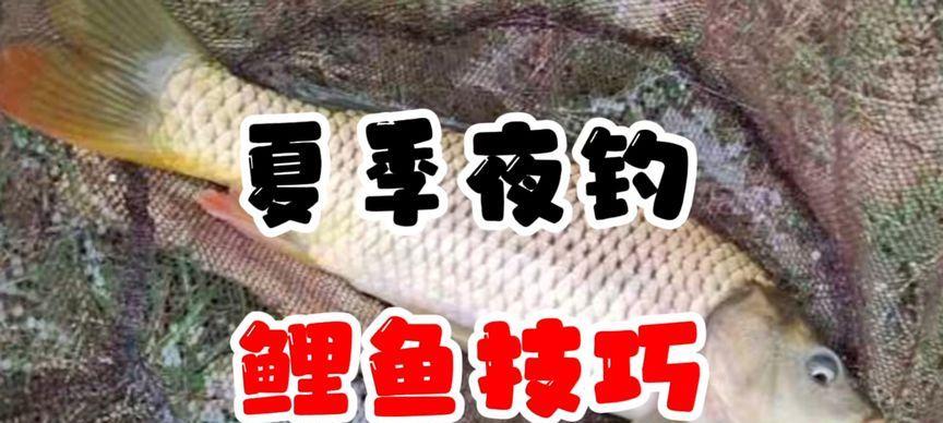 夜钓鲤鱼的技巧与注意事项（探索夜晚的鲤鱼乐趣）