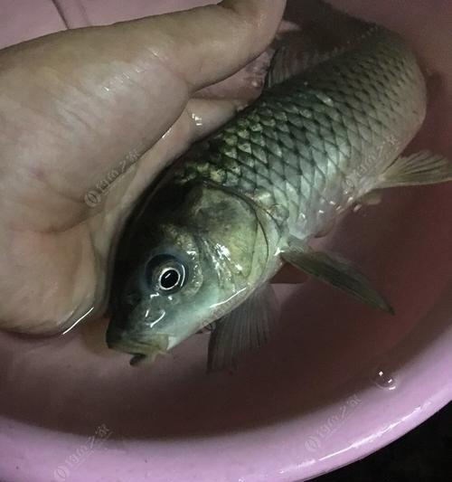 夜钓鲤鱼的技巧与注意事项（探索夜晚的鲤鱼乐趣）