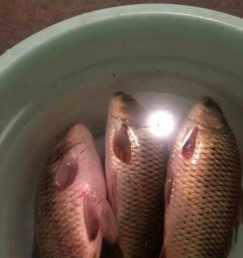 夜钓鲤鱼技巧手竿钓鲢鱼（掌握手竿钓鲢鱼的技巧）