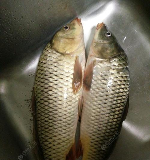 夜钓鲤鱼抛竿技巧（掌握关键）