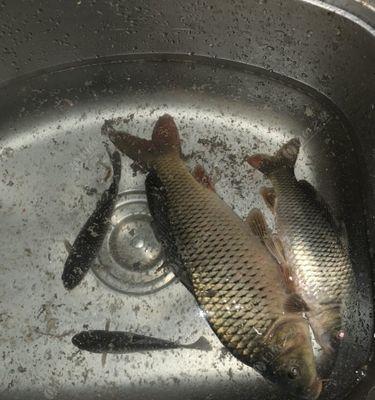 夜钓鲤鱼的位置选择和技巧（探索夜晚的鲤鱼乐园）