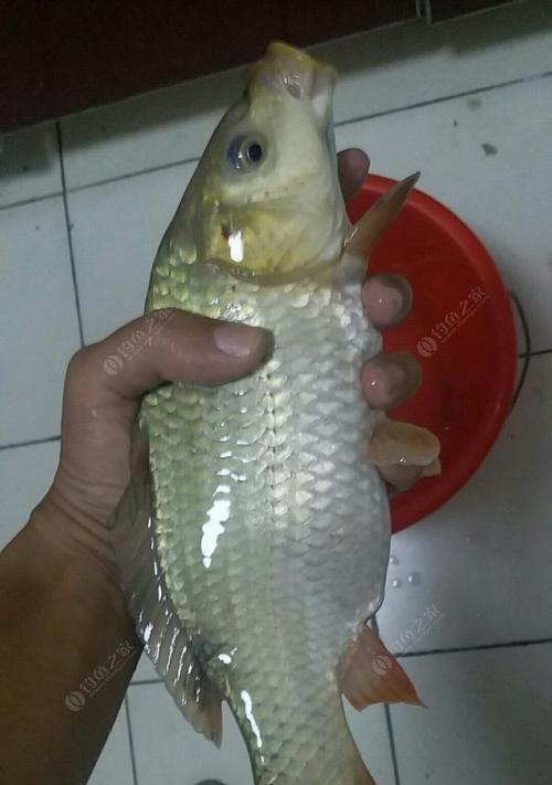 夜钓鲤鱼小药的使用方法和技巧（夜钓鲤鱼小药）