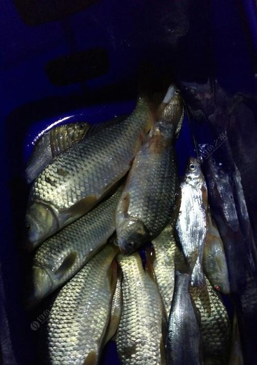 夜钓鲤鱼灯光技巧（提高夜钓鲤鱼成功率的实用技巧）