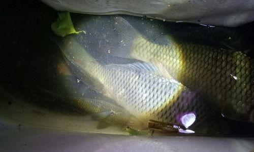 夜钓鲤鱼技巧与方法（掌握关键步骤）