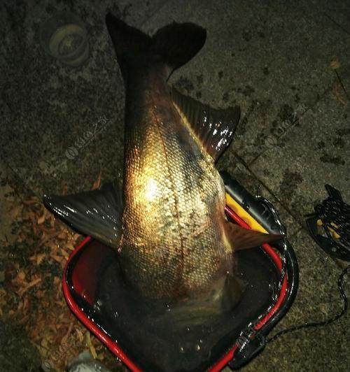夜钓鲢鳙的灯光技巧（提升夜钓效果的照明方法）