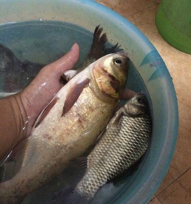 夜钓鲢鳙，捕获丰收的关键技巧（掌握钓鱼时间与地点）