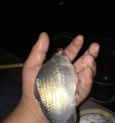 低温夜钓鲢鳙的绝佳技巧（掌握关键技巧让你在寒冷夜晚也能享受丰收）